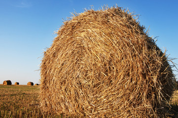 Rolled hay bales in a field