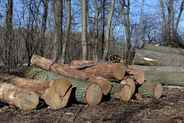 Pile of felled oak logs in the forest