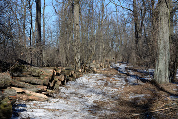 Pile of felled oak logs in the forest