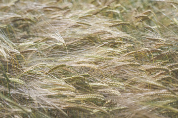 Champs de blé