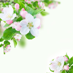 Apple tree flowers blossom with green leaves over white background frame