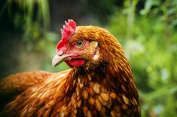 Brown hen on a lawn grass background is blurry
