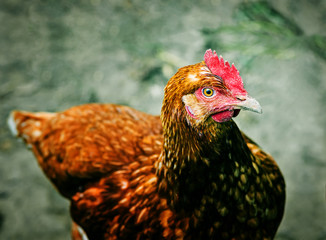 Brown hen on a lawn grass background is blurry