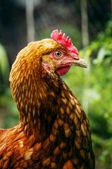 Brown hen on a lawn grass background is blurry