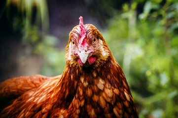 Brown hen on a lawn grass background is blurry