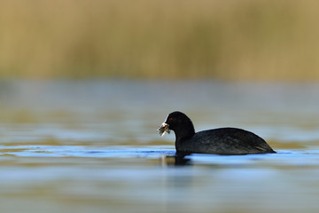 Coot (Fulica atra), Crete, Greece