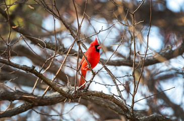 Northern Cardinal in Winter