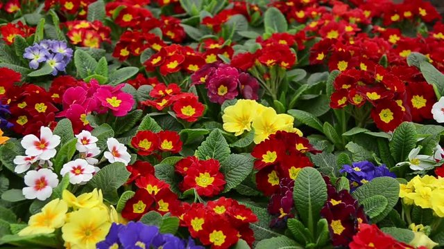 Many colorful primulas in a garden center