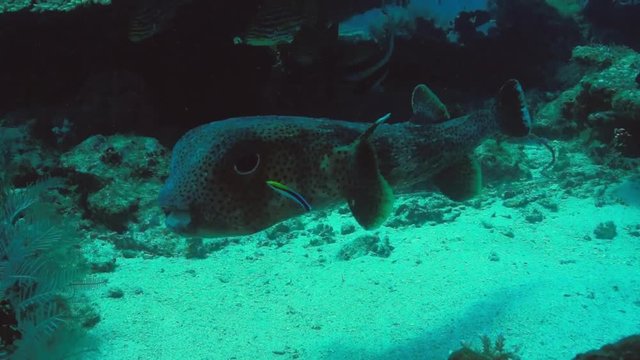 Spot-fin porcupinefish ( Diodon hystrix), Philippines, Sep