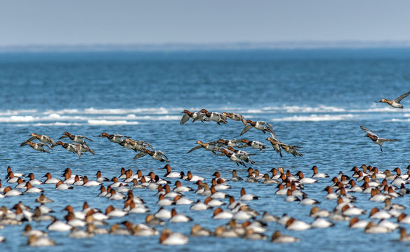 Flock of Canvasback ducks on the Chesapeake bay in Maryland