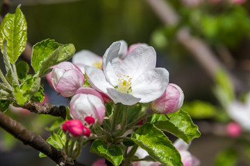Obraz premium spring flowers apple on branches of a apple tree