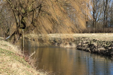 Baum am Wasser