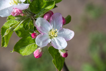 Obraz premium spring flowers apple on branches of a apple tree