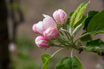 Obraz premium spring flowers apple on branches of a apple tree