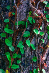 fig little leafs, brazil