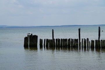 Fototapeta premium Möve na molo