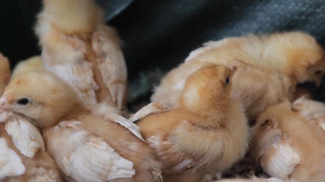 Cute baby Fluffy chicks cheeping to announce the begining of spring