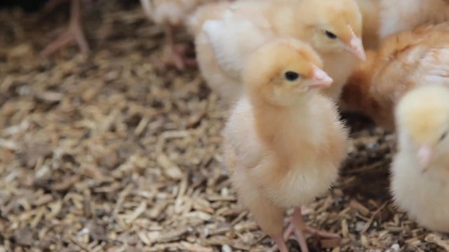 Cute baby Fluffy chicks cheeping to announce the begining of spring