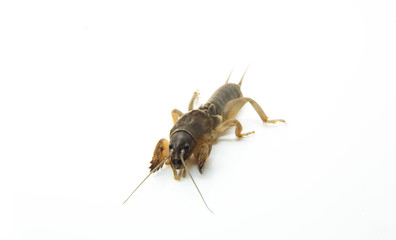 insect, mole cricket sunrise, ugly