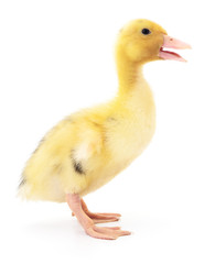 One yellow duckling.