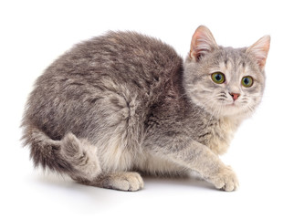 Obraz premium Kitten on white background.