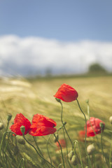 Champs de blé et coquelicots en Alsace