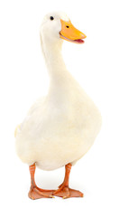 Duck on white.