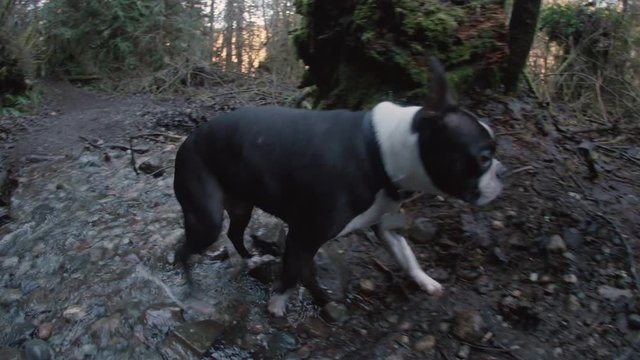 Low Fisheye of Boston Terrier Dog Crossing Stream on Hiking Adventure