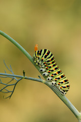  Old World swallowtail caterpillar(Papilio machaon) on the hostplant