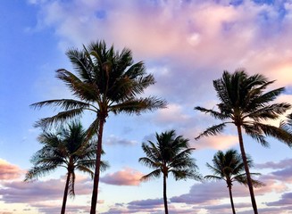 Fototapeta na wymiar palm trees with sunset sky