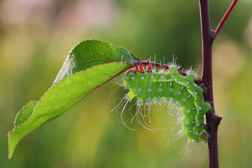 Giant peacock moth caterpillar(Saturnia pyri) on the hostplant