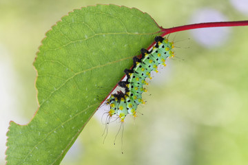 Giant peacock moth caterpillar(Saturnia pyri) on the hostplant
