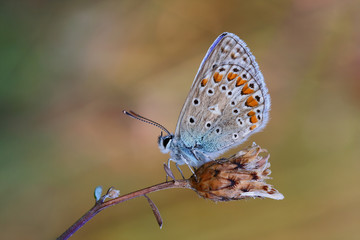 Fototapeta na wymiar Common Blue butterfly(Polyommatus icarus) rest on the plant