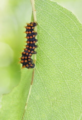 Giant peacock moth caterpillar(Saturnia pyri) on the hostplant