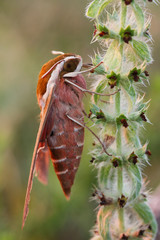 Spurge hawk-moth (Hyles euphorbiae)on the plant