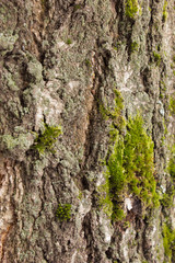 Texture with green moss tree bark