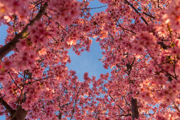 Fototapeta premium Blue Skies and Cherry Blossoms