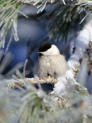 Poecile montanus. Willow tit closeup on a snowy pine