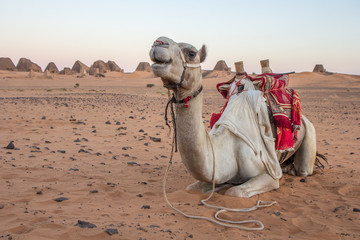 Camel at Meroe pyramids.