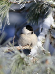 Obraz premium Poecile montanus. Willow tit closeup