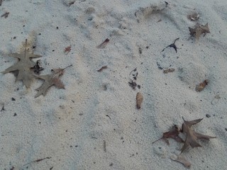 Dry leaves in sand