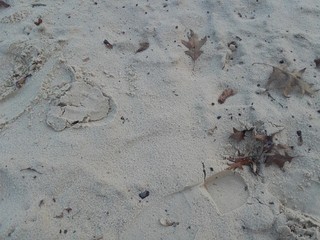 Dry leaves in sand