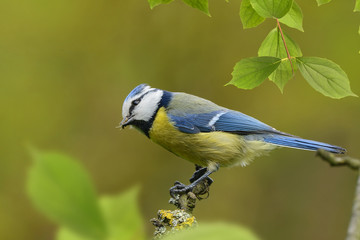 Vögel 81