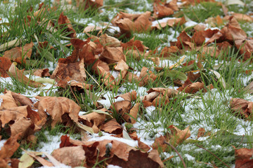 Dry leaves on the snowbound grass in park.