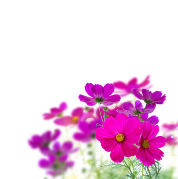 Fototapeta Cosmos pink flowers border isolated over white background