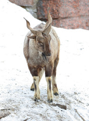 Винторогий козел (мархур).