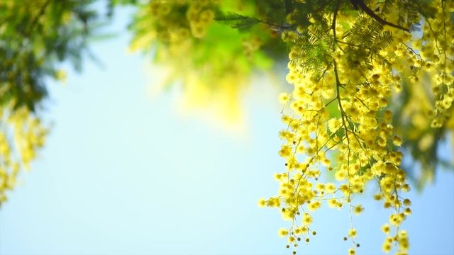 Mimosa. Spring flowers Easter background. Blooming mimosa tree over blue sky. 4K Ultra HD video