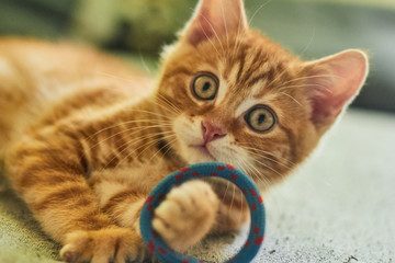 red cat playing with rope on the bed