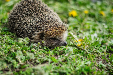 Hedgehog sitting in the grass on a green meadow