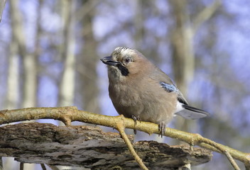 Jay on a pine branch. 